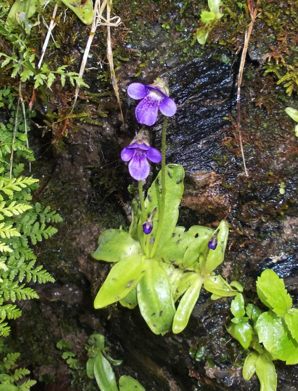 Pinguicula apuana / Pinguicola delle Apuane